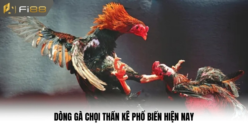 Dòng gà chọi thần kê phổ biến hiện nay
